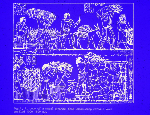 Fig. 1. Mural in ancient Egypt, 1500-2000 B.C.E. Ensiling wet forage.